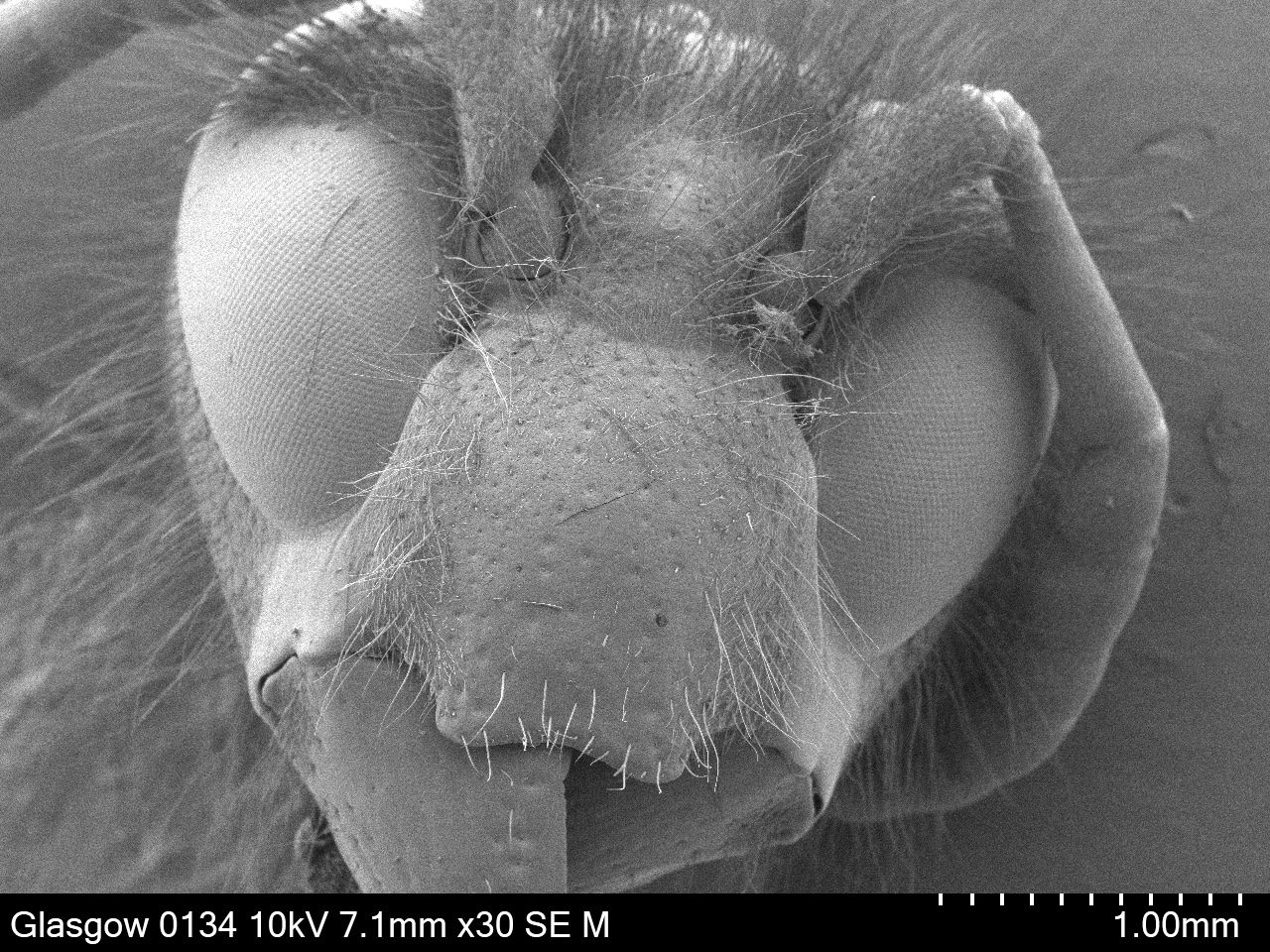 A Bee Head